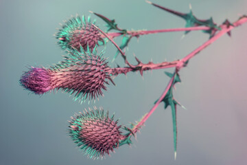 Beautiful abstract flower burdock on a colorful background. Minimalism retro style concept....