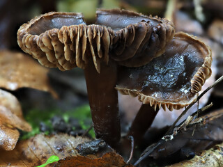 close up of mushroom gills