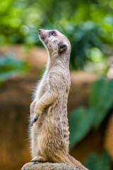 The meerkat (Suricata suricatta) stands alone as guard
A small carnivoran belonging to the mongoose family.
Its face tapers, coming to a point at the nose, which is brown. 