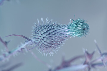 Close up Beautiful flower burdock in colorful neon light. Minimalism retro style concept....