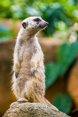 Fototapeta premium The meerkat (Suricata suricatta) stands alone as guard A small carnivoran belonging to the mongoose family. Its face tapers, coming to a point at the nose, which is brown. 