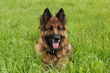 German shepherd dog sitting in the green grass. The dog stuck out its tongue.