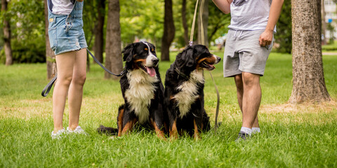 Owner trains the Berner Sennenhund dog at the park.