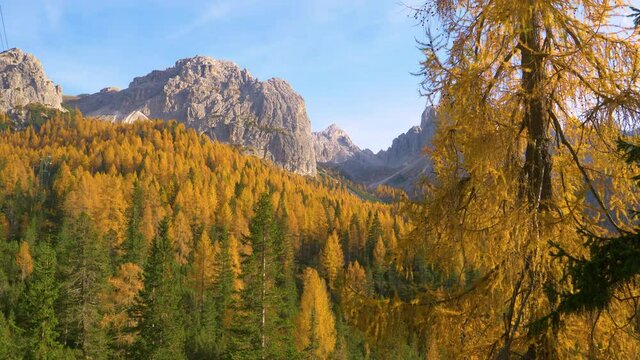 DRONE: Breathtaking flying shot of the vivid forest covered valley under Tre Cime mountain range in Italy. Picturesque aerial view of the spectacular Italian Dolomites on a sunny autumn afternoon.