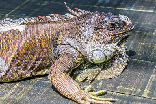 The Red Iguana(Iguana iguana) closeup image. 
it actually is green iguana, also known as the American iguana, is a large, arboreal, mostly herbivorous species of lizard of the genus Iguana.