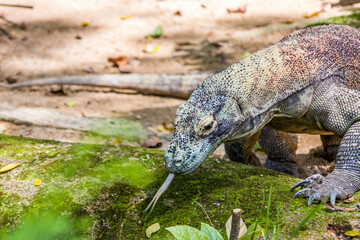 The Komodo dragon is walking with tongue out. 
it is also known as the Komodo monitor, a species of lizard found in the Indonesian islands of Komodo, Rinca, Flores, and Gili Motang.