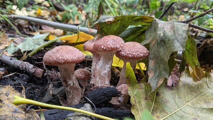 mushrooms in the forest