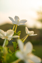 White jasmine.