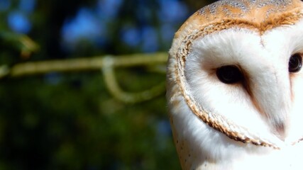 horned owl