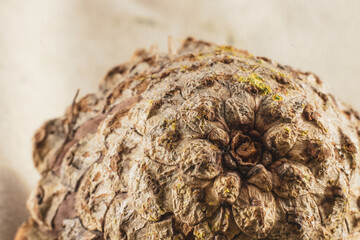 Conifer cone closeup macro detail