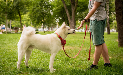 Owner trains the white akita inu dog at the park.
