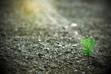 Young plant growing in the morning light and green nature bokeh background , new life growth ecology business financial progress concept ,Earth Day