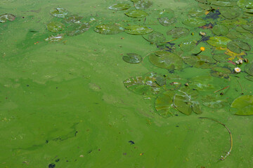 Green water polluted with blue-green algae (Cyanobacteria). Water Lily leaves.
