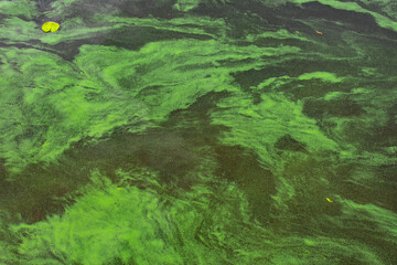 Green water polluted with blue-green algae (Cyanobacteria).