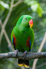 The male eclectus parrot (Eclectus roratus) is a parrot native to the Solomon Islands, Sumba, New Guinea and nearby islands, northeastern Australia, and the Maluku Islands (Moluccas).