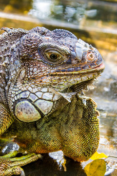 The Red Iguana(Iguana iguana) closeup image. 
it actually is green iguana, also known as the American iguana, is a large, arboreal, mostly herbivorous species of lizard of the genus Iguana.