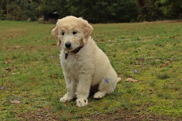 Goldendoodle-Welpe