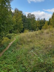 
narrow path in the green forest