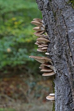 Austern-Seitlinge (Pleurotus ostreatus).an Baumstamm