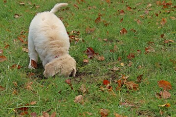 Goldendoodle-Welpe gräbt in Mausenest