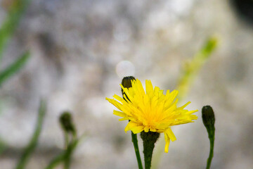 Close up of a small yellow flower