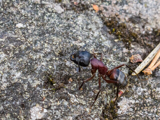 Close up of an ant
