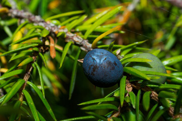 Juniper berry on a branch