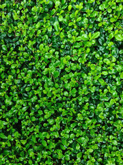 Fototapeta premium Green leaves for background