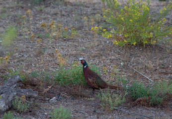 Male pheasant, colorful, in its natural environment.