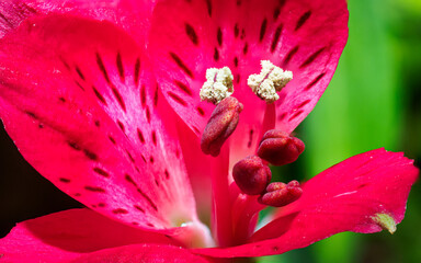 Close up of a pink hibiscus flower