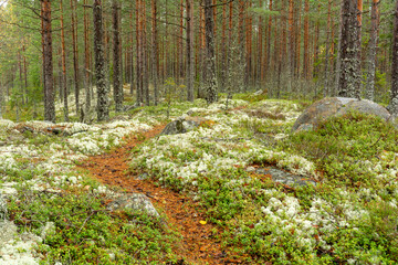 autumn forest in the morning