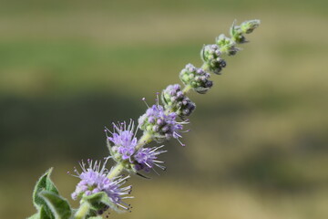 Wild mint flower in a meadow in deep nature.