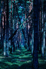 Full moon forest path © Piotr