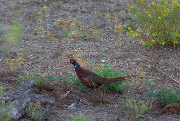 Male pheasant, colorful, in its natural environment.