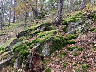 moss covered rocks