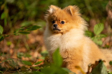 Obraz premium Mini-Spitz im Herbstwald