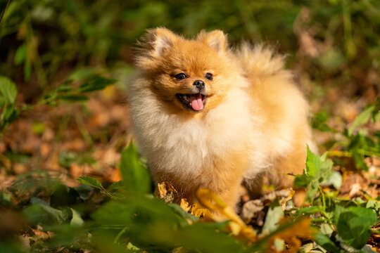 Mini-Spitz im Herbstwald