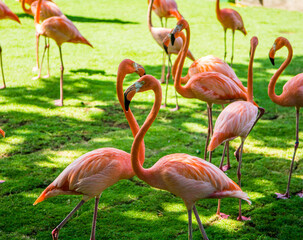 Obraz premium Flamands roses symbole d'amour