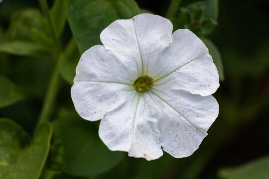 Petunia, or Petunia, is a genus of herbaceous or semi-shrub perennial plants of the Solanaceae family.