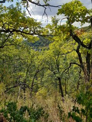 
tall tree on a mountain above the forest