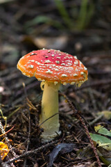 Fly agaric (Amaníta) is a genus of mycorrhizal lamellar fungi of the Amanitaceae family.