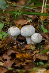 Mushroom Raincoat - a genus of mushrooms of the champignon family; formerly belonged to the raincoat family