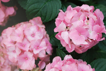 Blooming of sweet pink hydrangea in outdoor garden soft morning light. Close up image hydrangea flowers background.