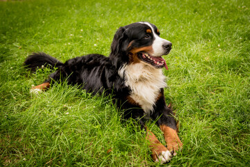 Portrait of cute Berner Sennenhund dog at the park.