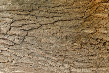 bark of oak tree