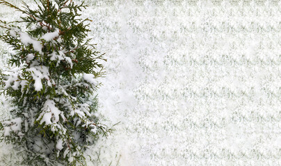 small arborvitae in the snow, the first snow in winter, place for text