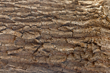 bark of oak tree
