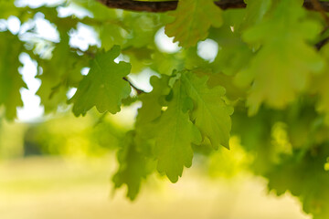 green leaves of an oak tree