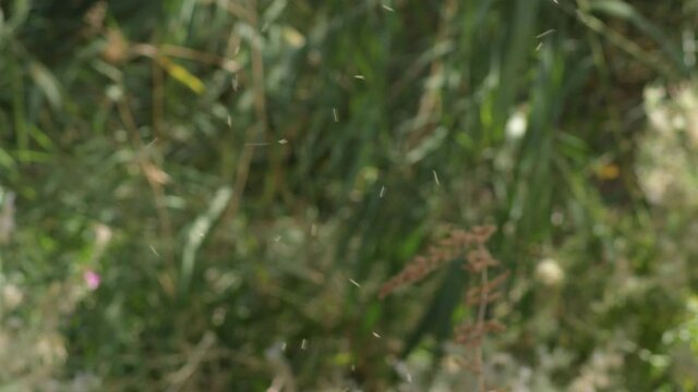 Mosquitoes flying together a river
