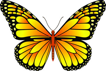 Danaus plexippus butterfly vector image for web design and print